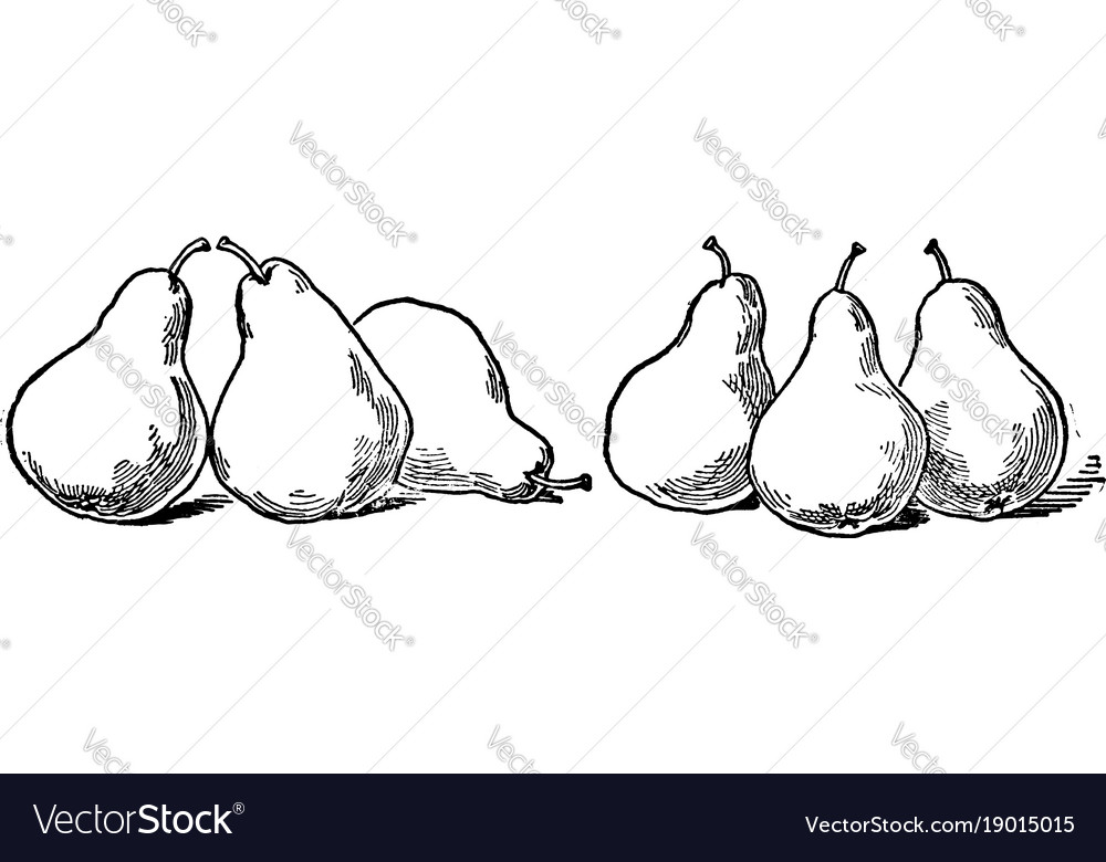 Six pears vintage