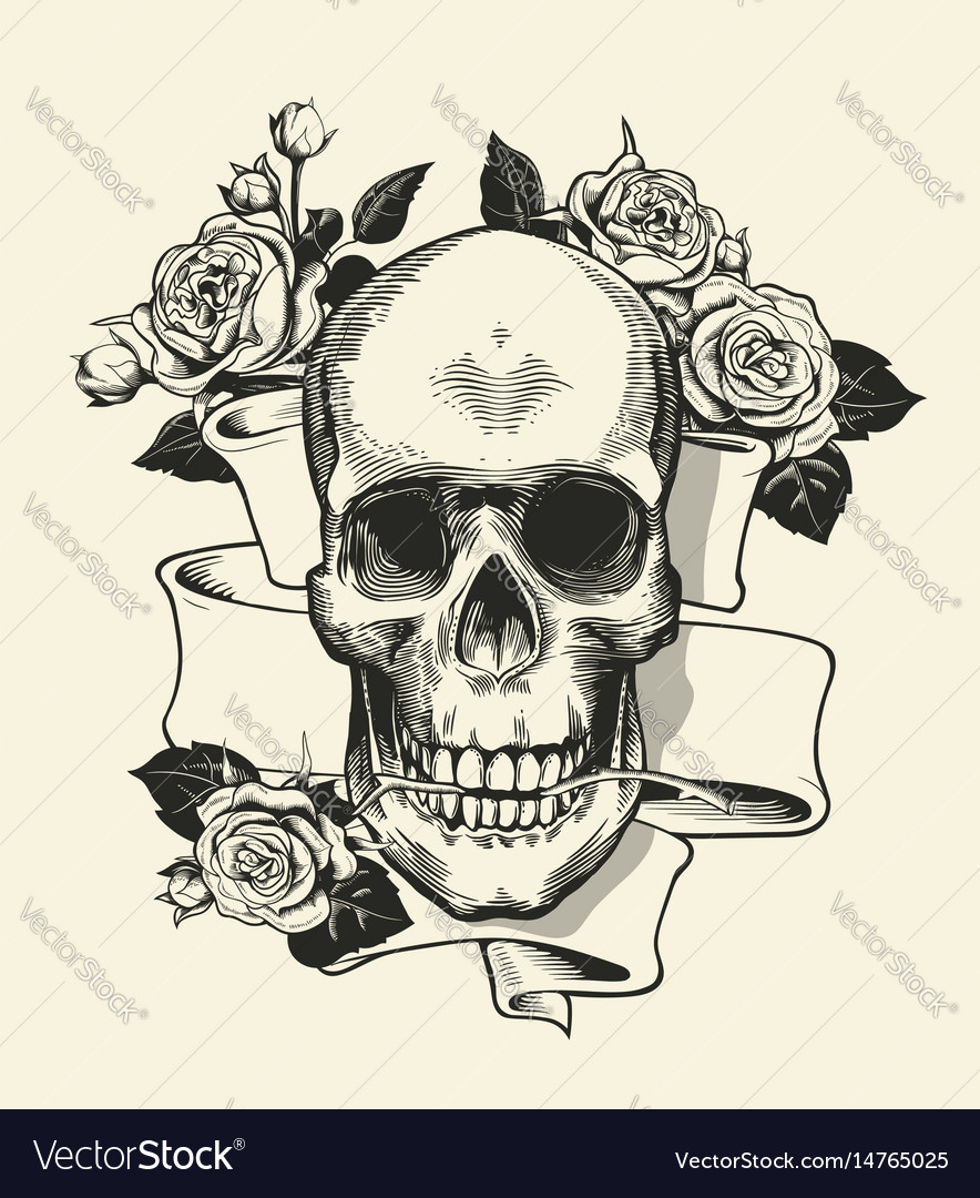 Human skull with rose grasped jaws and ribbon Vector Image