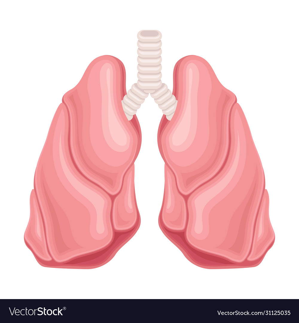 Lungs as donor organ for transplantation isolated Vector Image