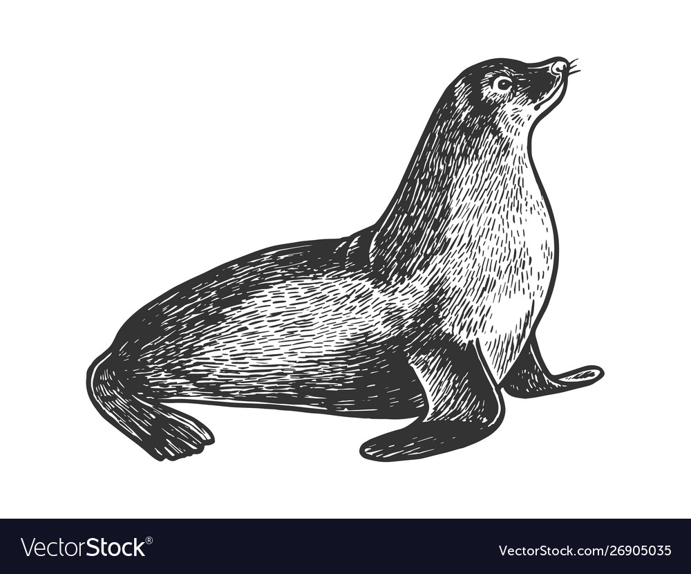 Sea Lion Drawing