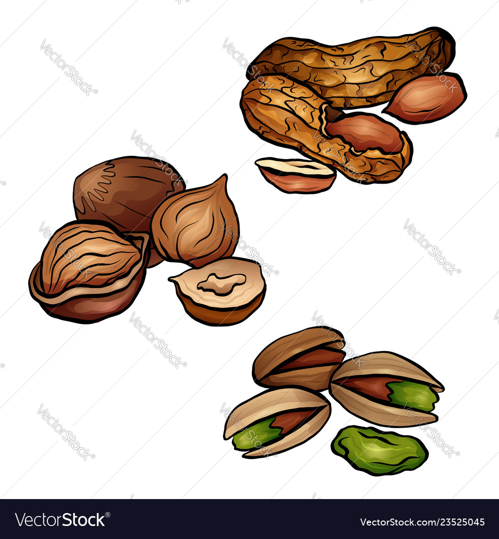 Featured image of post Nuts Cartoon Images Multiple sizes and related images are all free on clker com