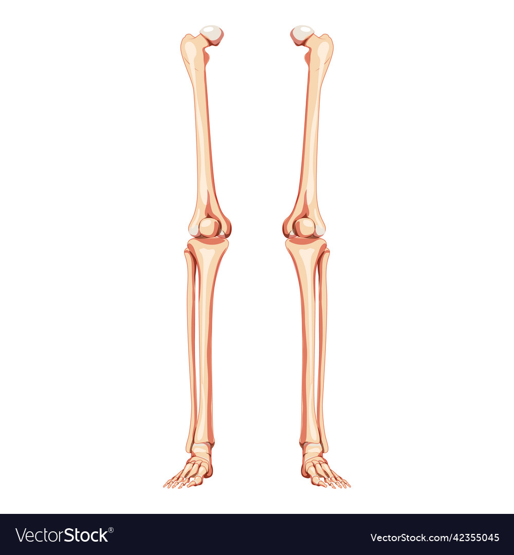 Thighs and legs lower limb skeleton human front