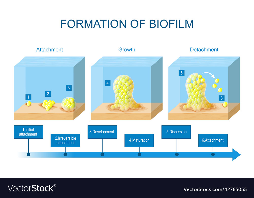 Biofilm formation stages of development Royalty Free Vector