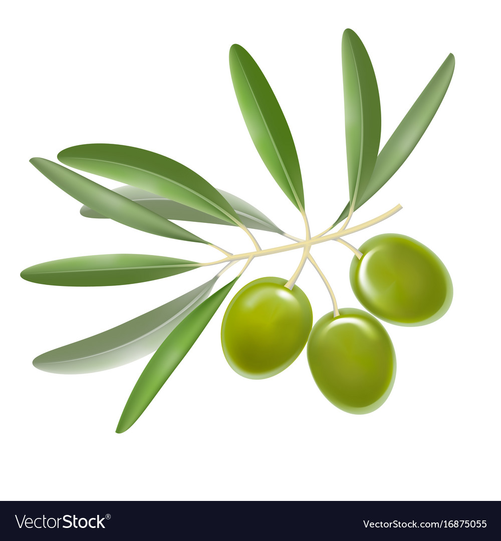 Realistic detailed color olives branch with leaves