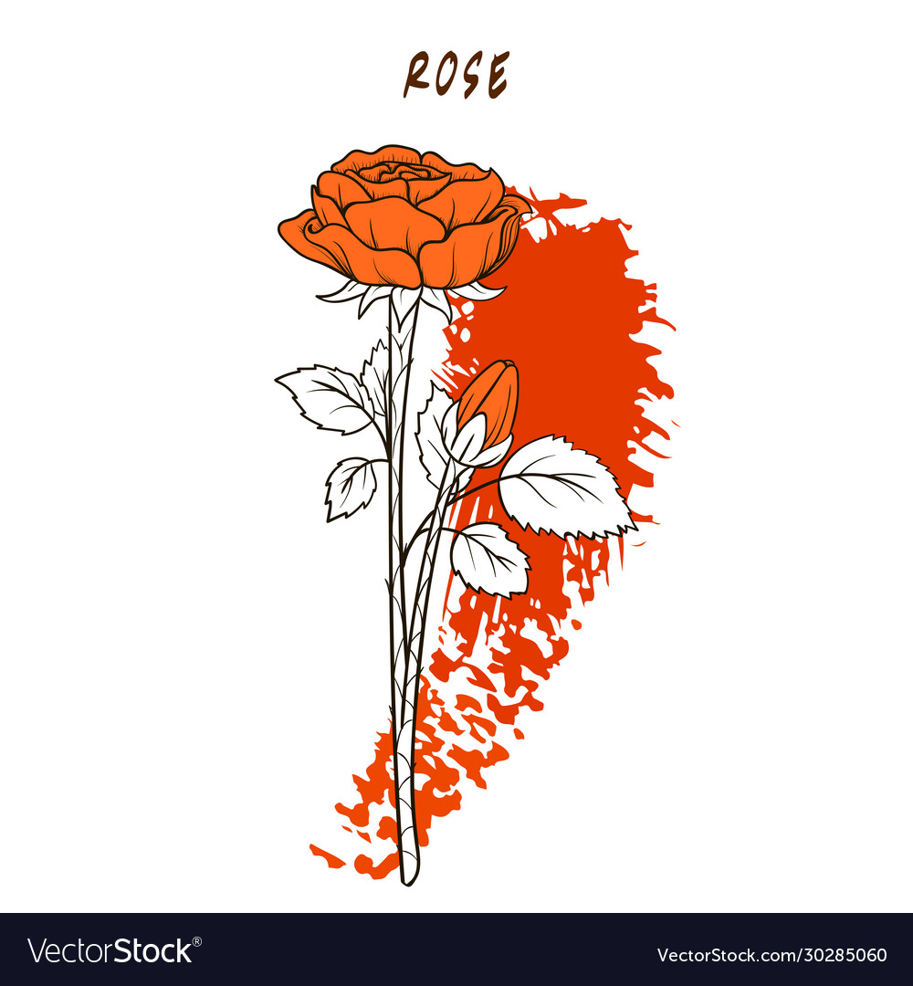 Flowers rose hand draw sketch