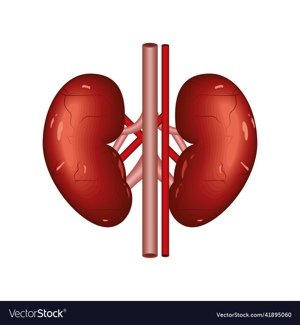 Kidneys human organ Royalty Free Vector Image - VectorStock