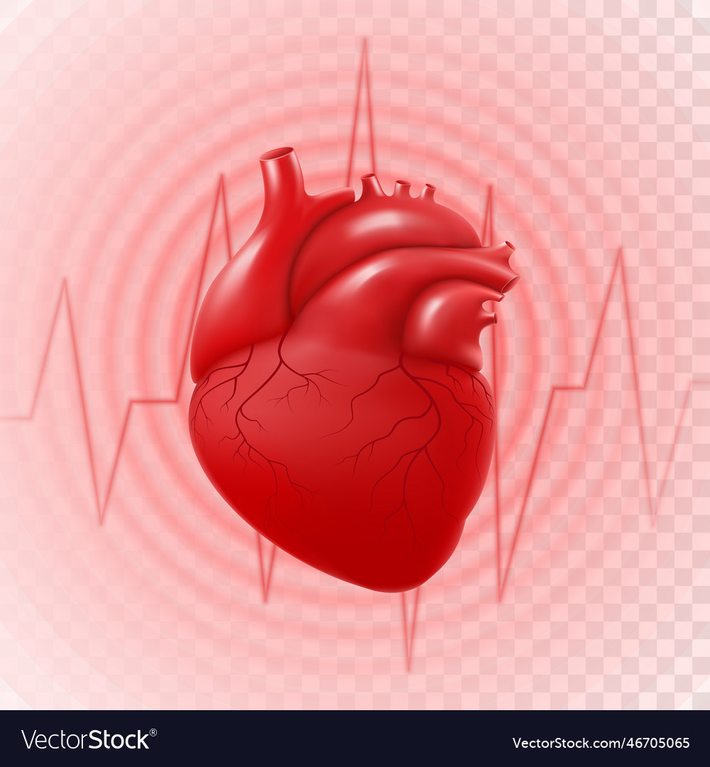 Human heart and heart beat 3d realistic isolated Vector Image