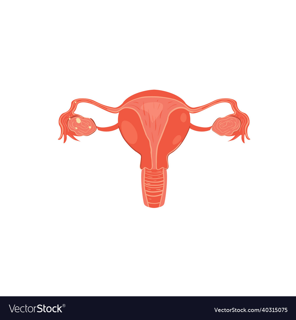 Flat cartoon female reproductive systemmedical Vector Image