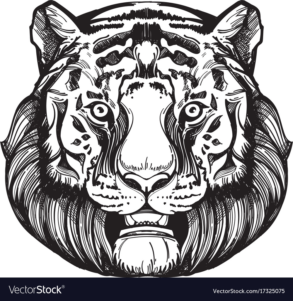 Muzzle of a tiger for creating sketches