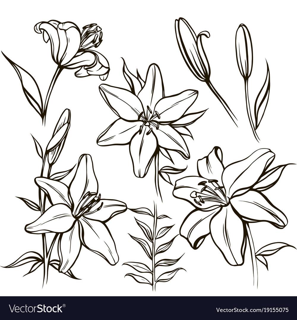 Set of linear flowers and buds Royalty Free Vector Image