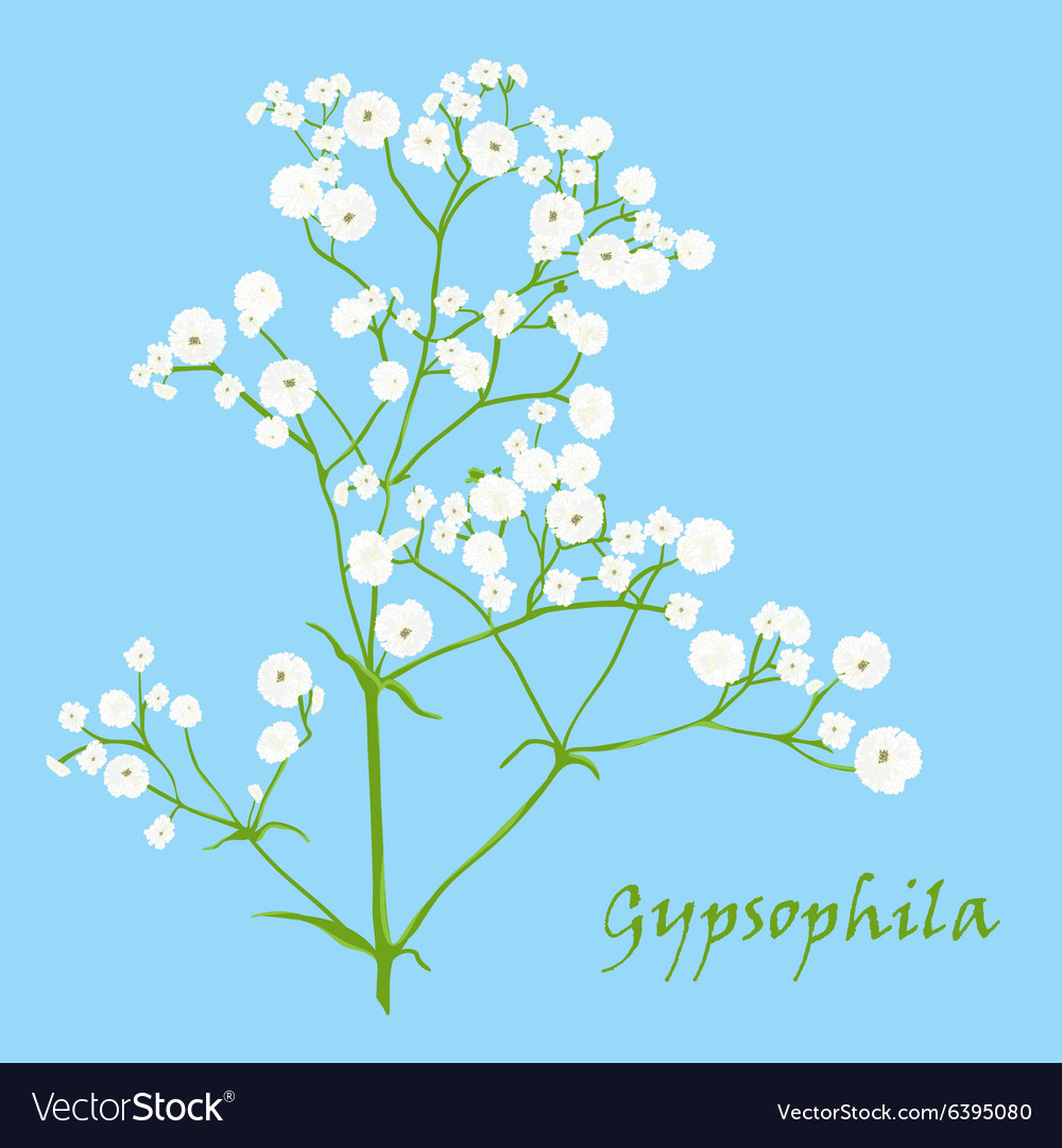 Gypsophila Paniculata Dibujos Para Colorear Imprimibl - vrogue.co