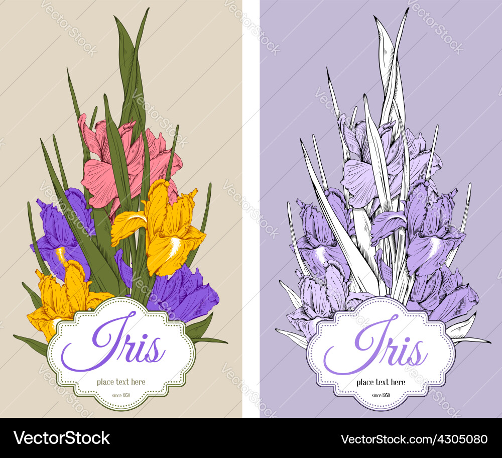 Flowers iris Royalty Free Vector Image - VectorStock