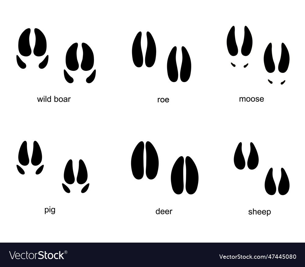 Traces of ungulate animals animal track Royalty Free Vector