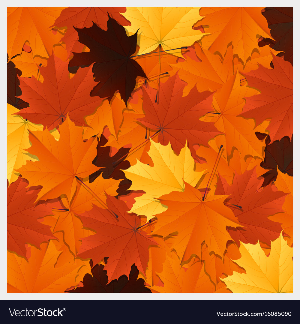 Colorful autumn leaves background Royalty Free Vector Image