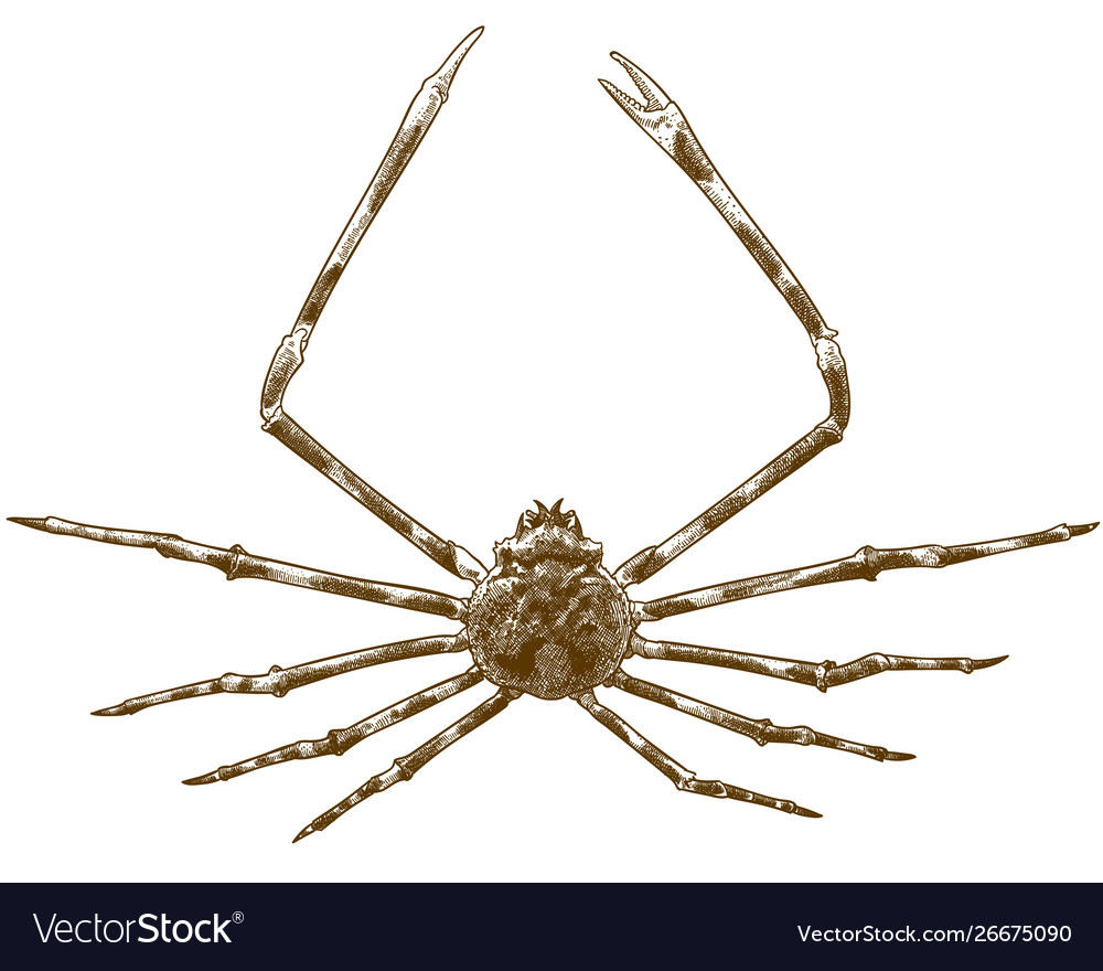 Engraving japanese spider crab Royalty Free Vector Image