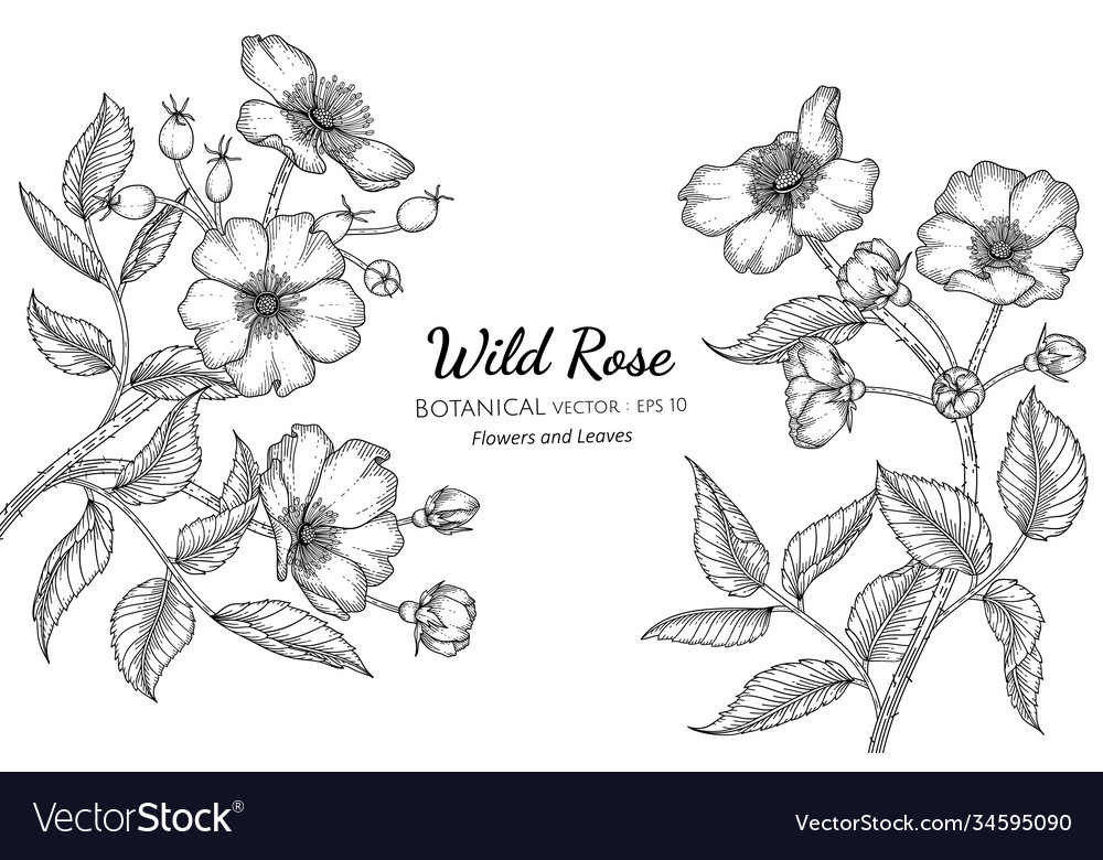 Wilde Rose Blume und Blatt Hand gezeichnet botanisch