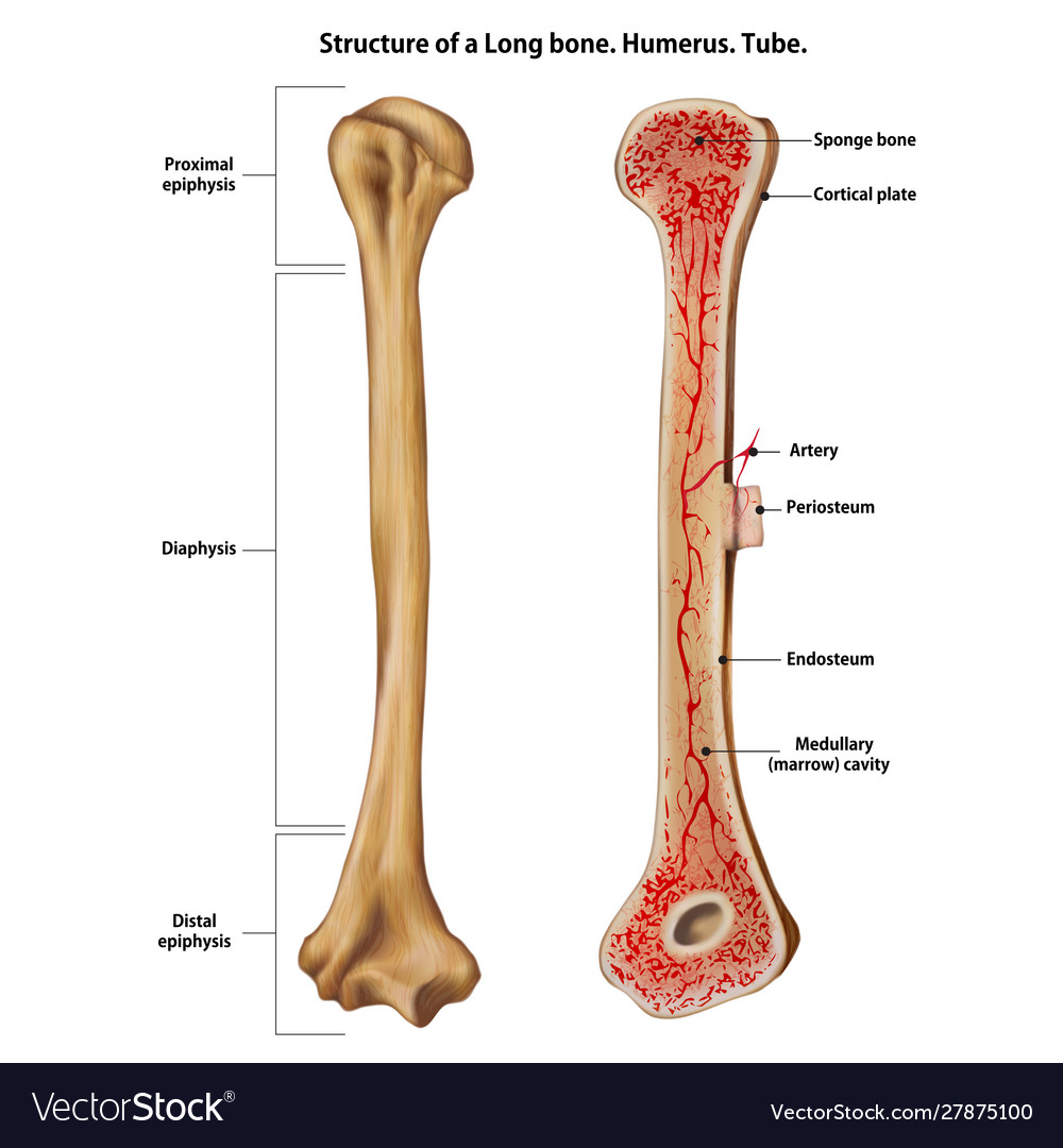 Structure humerus bone with name Royalty Free Vector Image