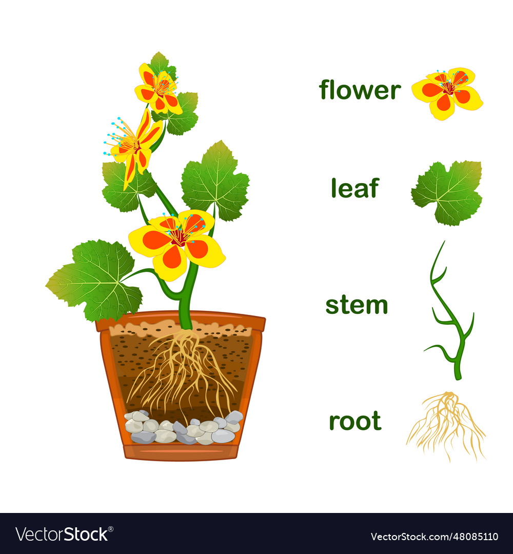 Parts of plant scheme Royalty Free Vector Image