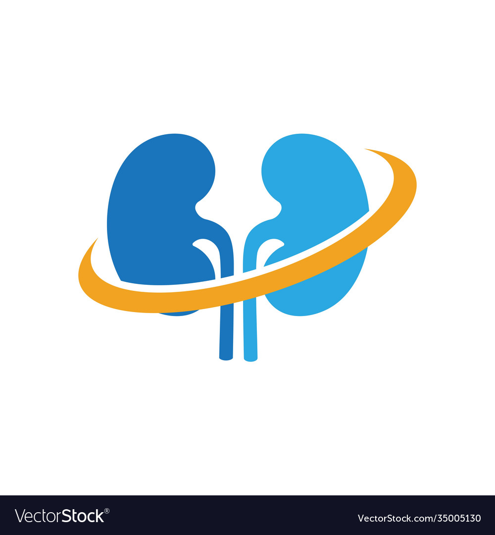 Kidney Royalty Free Vector Image - VectorStock