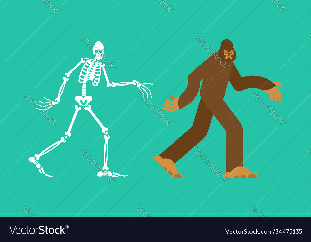 Bigfoot skeleton islated sasquatch skull and Vector Image