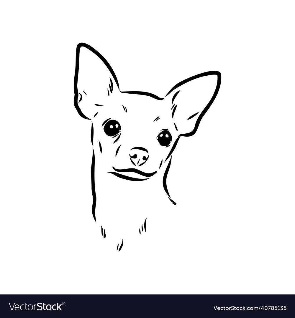 Dog russian toy terrier hand drawn vector image Dog russian toy terrier hand drawn
