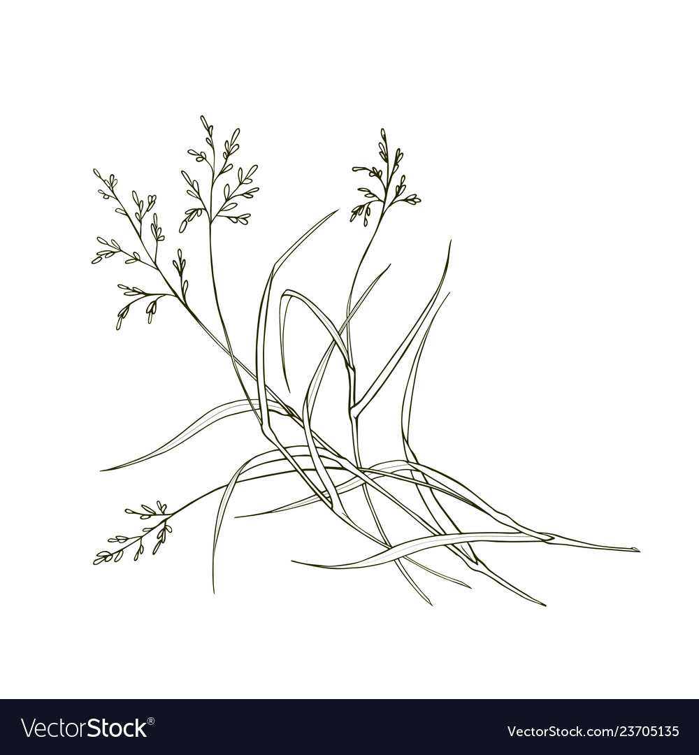 Poa pratensis field meadow grass isolated Vector Image