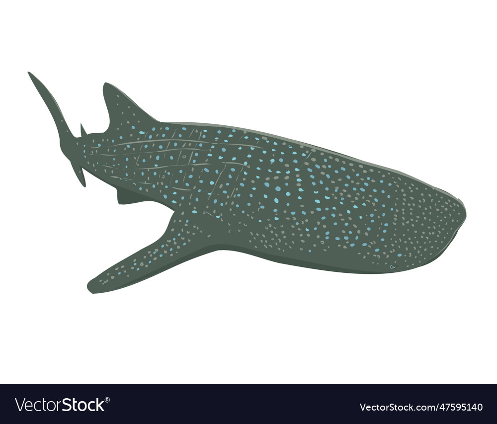 Whale shark swimming front wpa art Royalty Free Vector Image