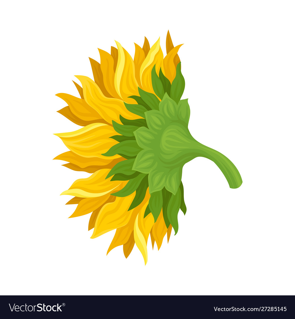 Großer Sonnenblumen aus seitlicher Projektion Cartoon