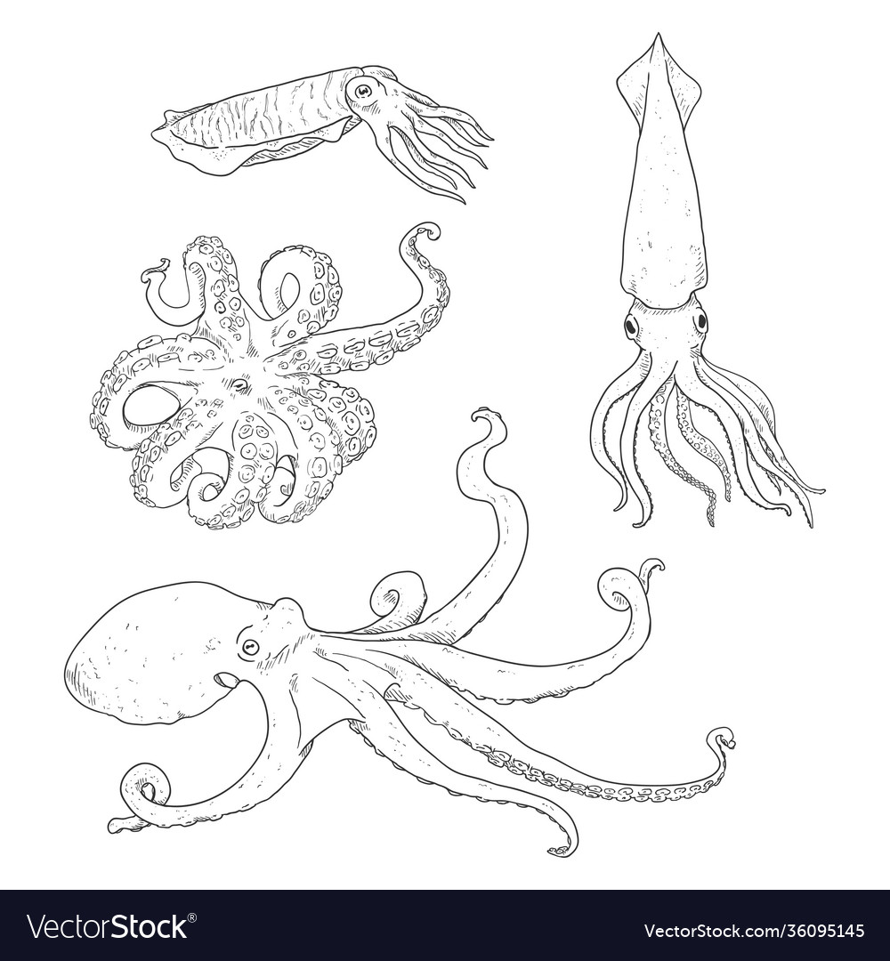 Set sketch cephalopods octopus cuttle and squid