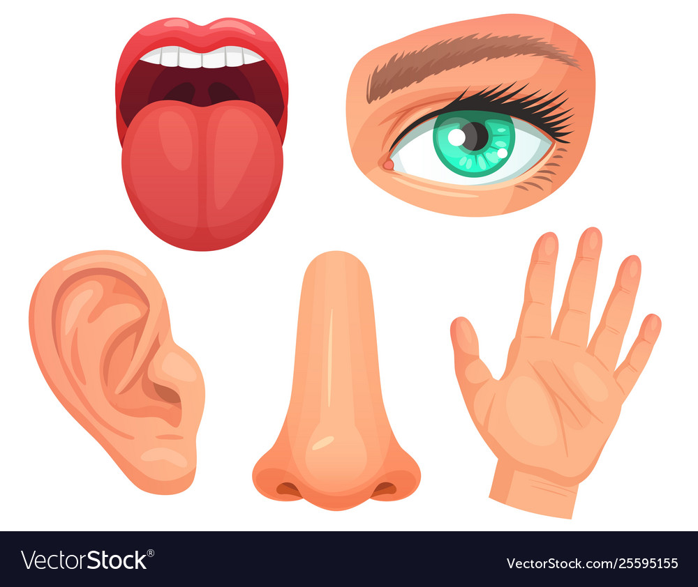 Cartoon Sensory Organs Senses Organs Eyes Vision Vector Image