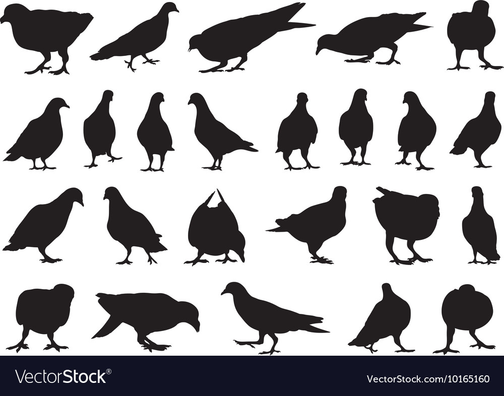 Set of different doves