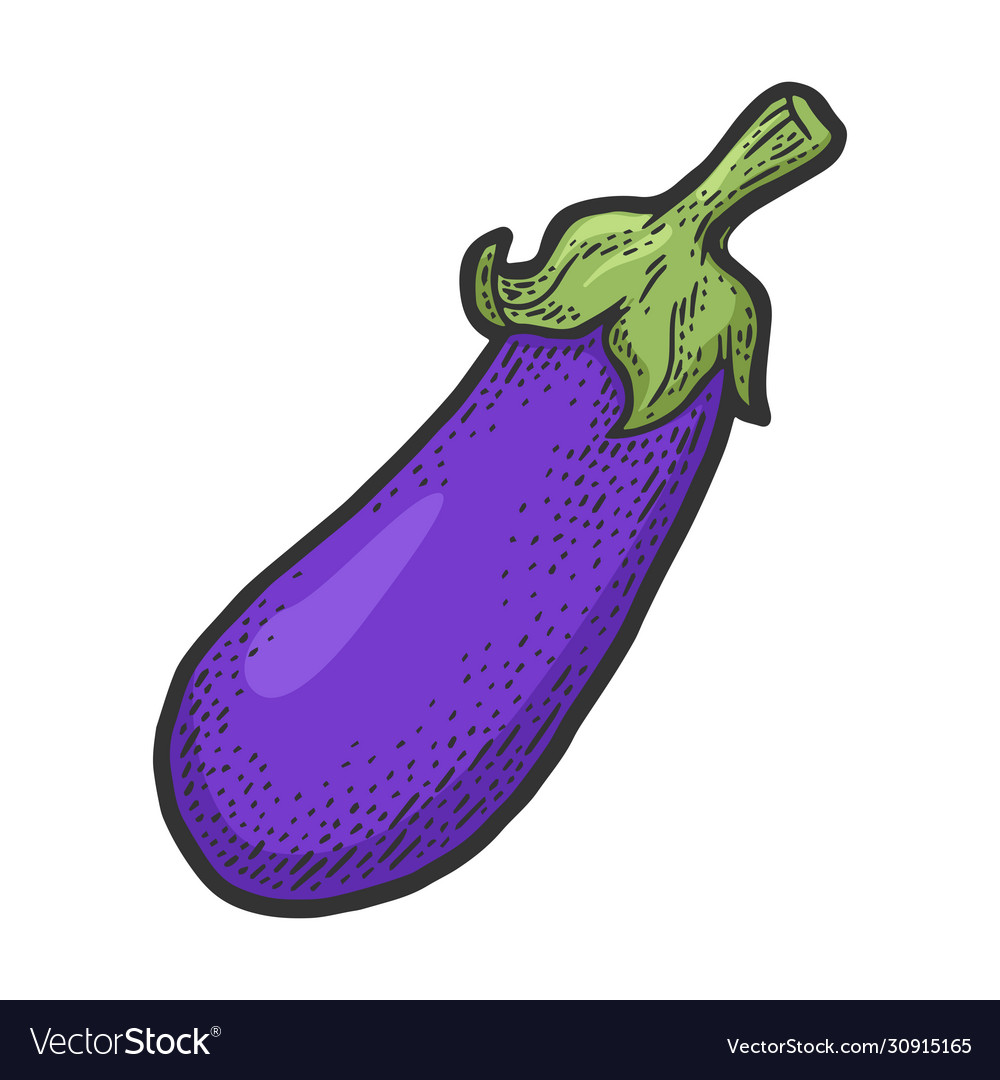 Eggplant vegetable sketch Royalty Free Vector Image