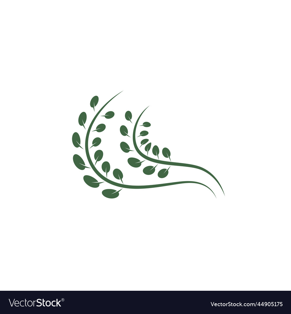 Moringa leaf icon design template Royalty Free Vector Image