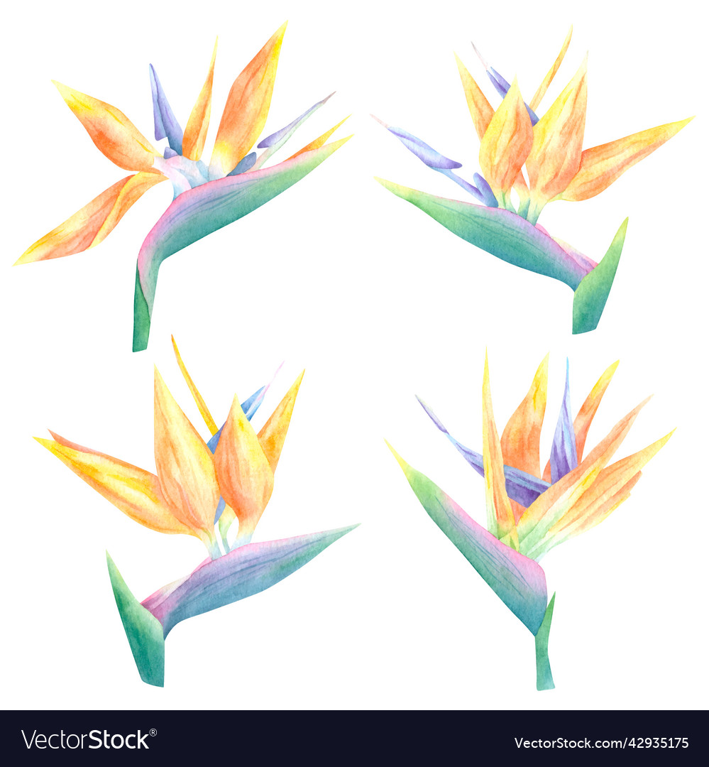 Watercolor hand drawn set of strelitzia flower