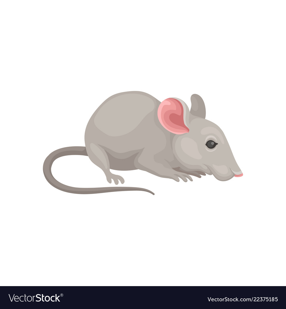 Flat icon small cute mouse side view Royalty Free Vector