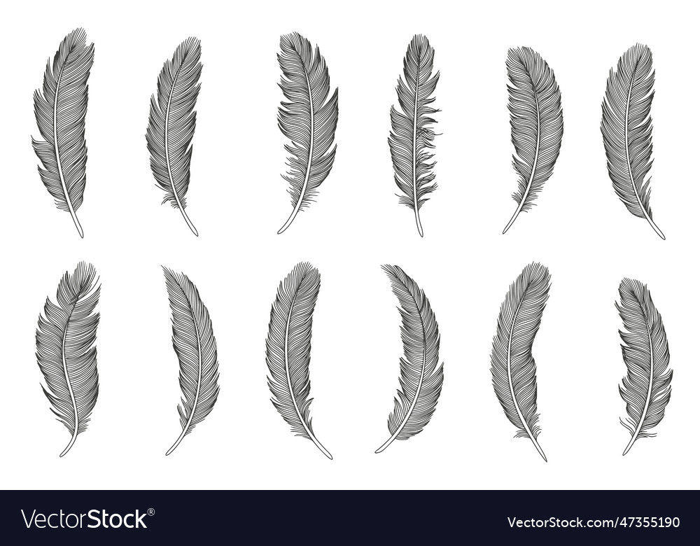 Feather icon set hand drawn doodle Royalty Free Vector Image