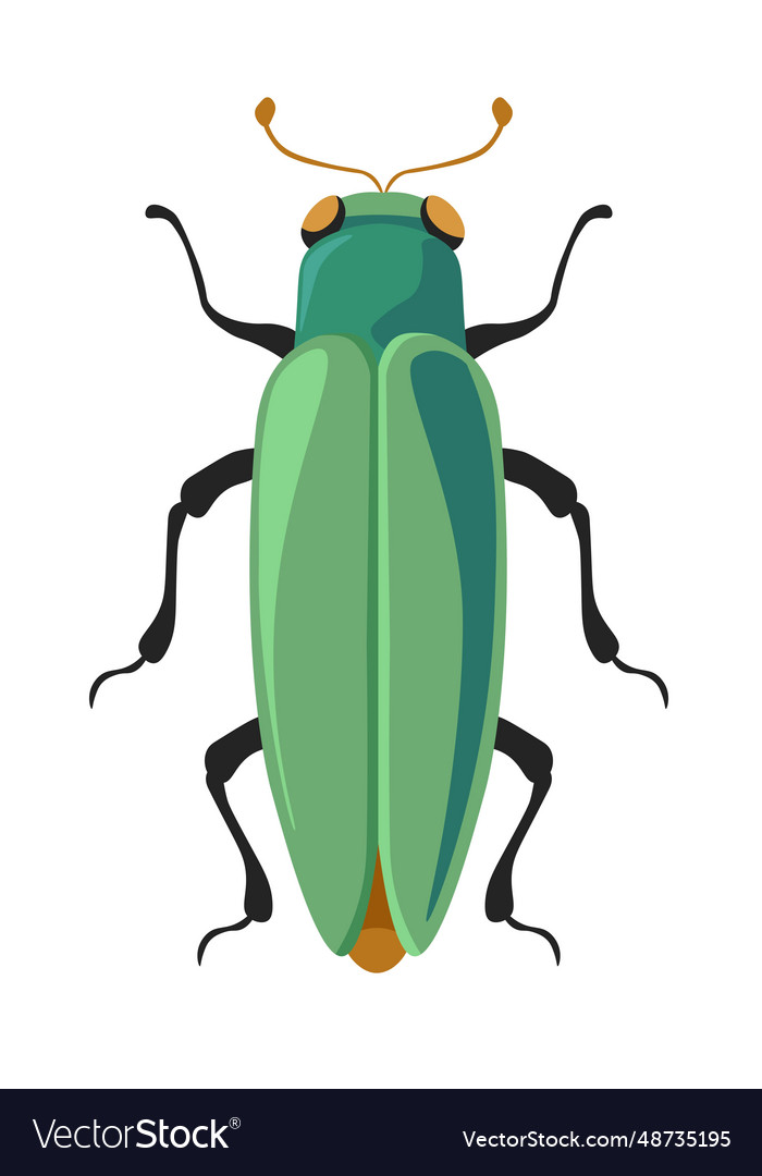 Bug Buprestidae Jewel Beetles Flatheaded Borers Vector Image