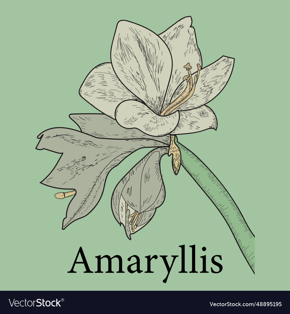 Dekorative Amaryllis Zweig Blumen Umriss