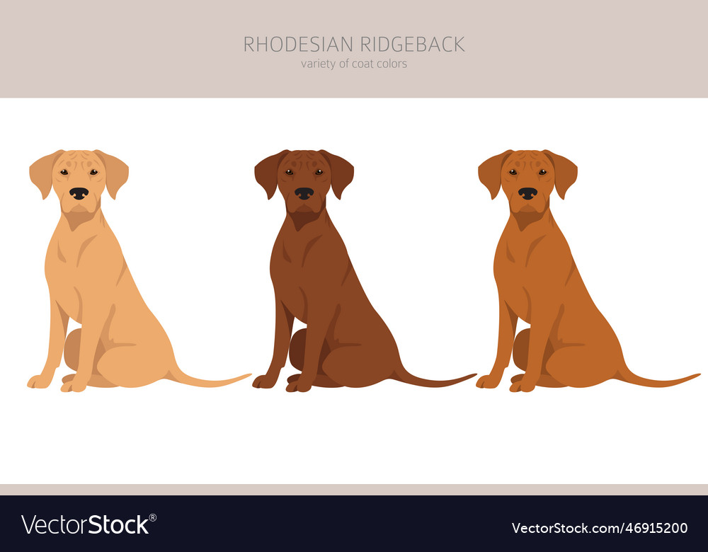 Rhodesian ridgeback clipart different poses coat