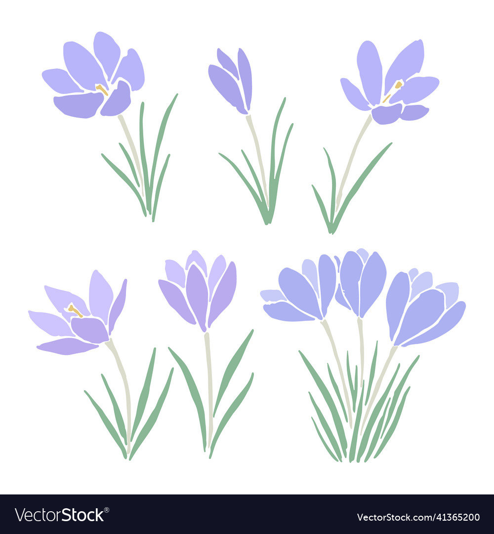 Set of crocus flowers Royalty Free Vector Image