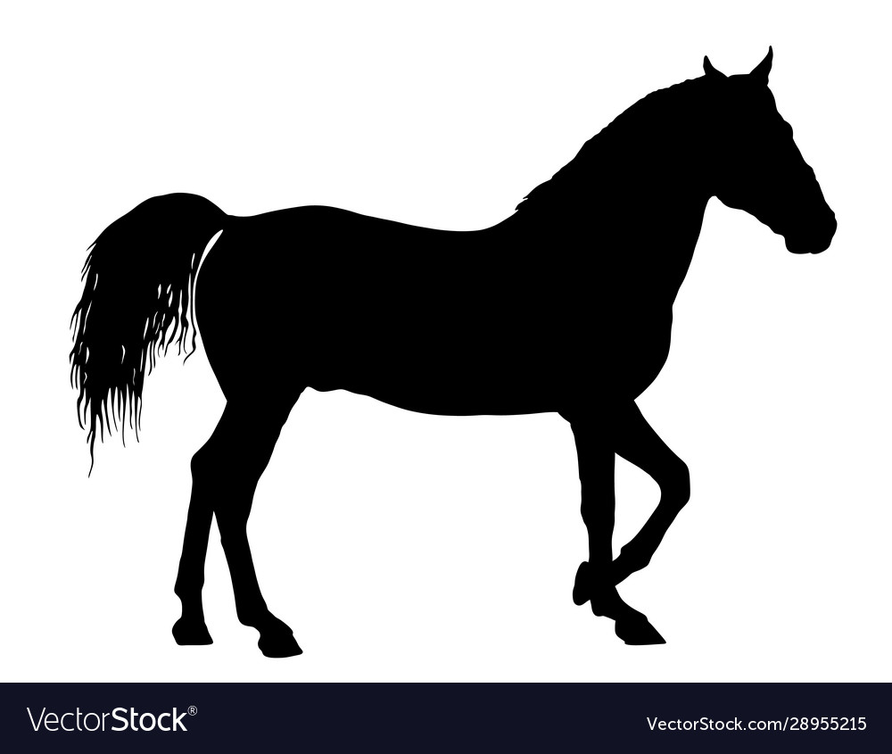 Elegant racing horse portrait silhouette isolated