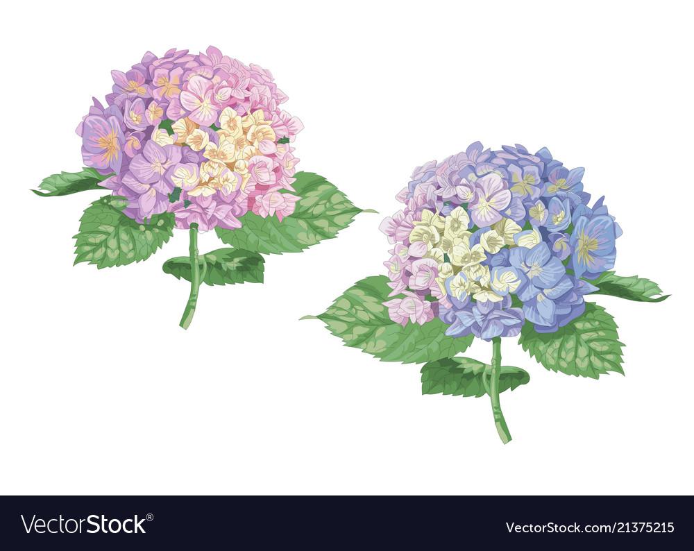 Highly detailed of hydrangea