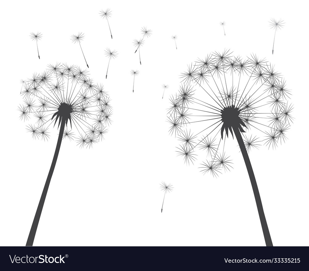 Shape dandelion outline Royalty Free Vector Image