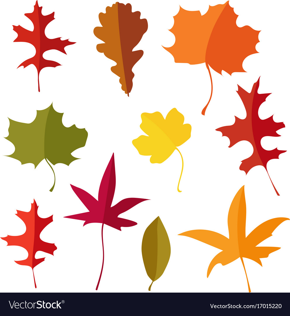 Colorful set of autumn lmaple oak and liquidambar Vector Image