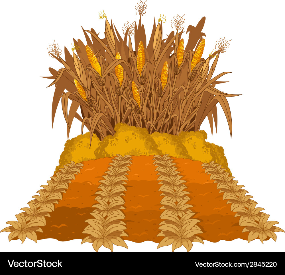 Planting corn Royalty Free Vector Image - VectorStock