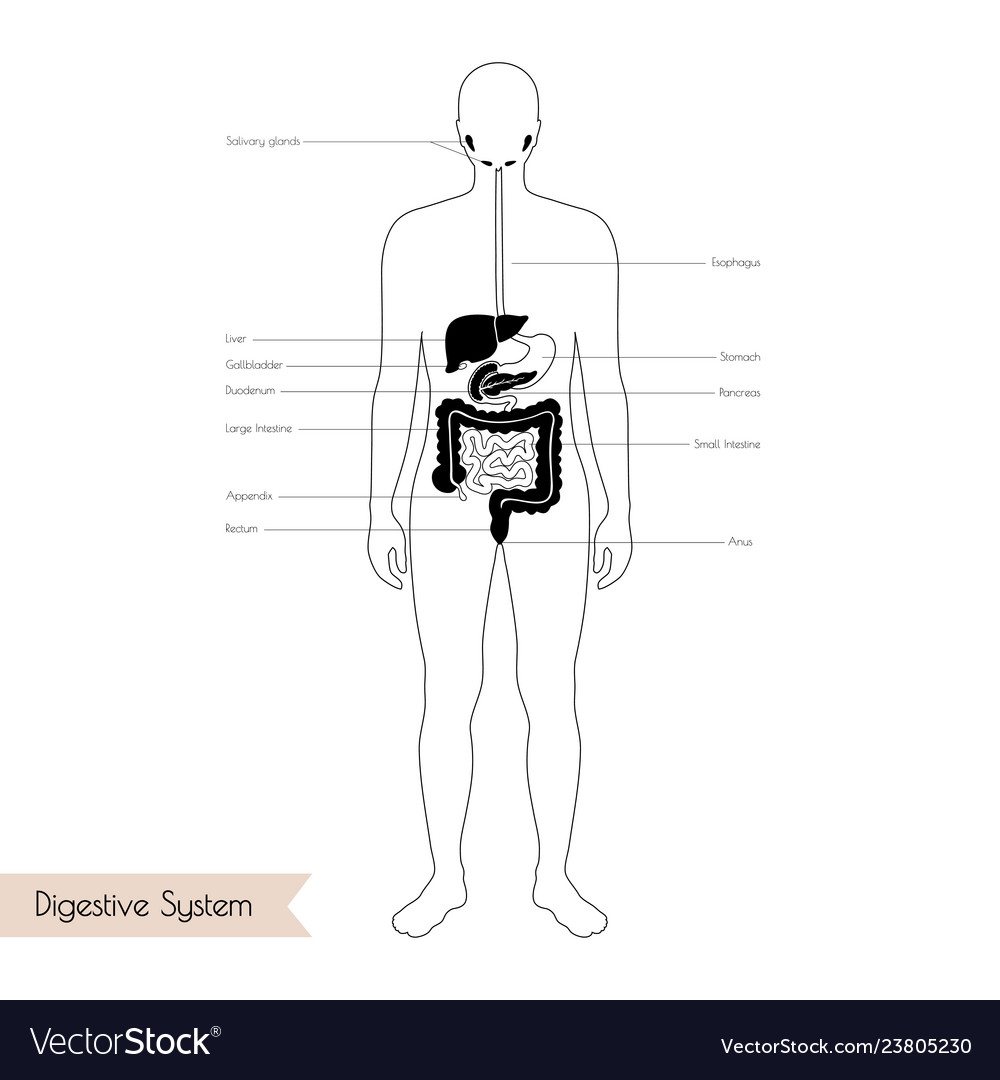 Isolated of digestive system vector image Isolated of digestive system