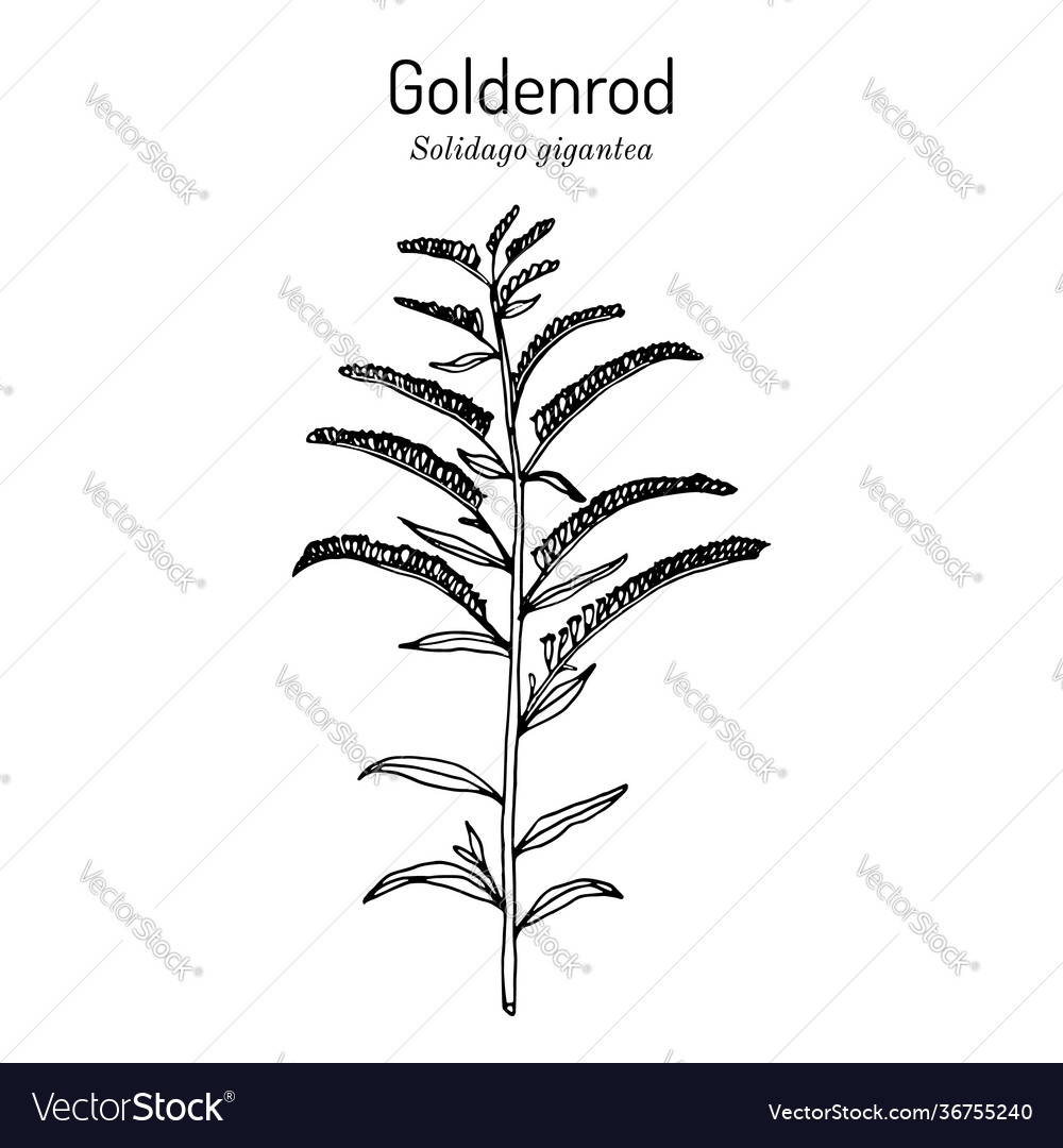 Solidago Gigantea - Goldenrod Medicinal Plant