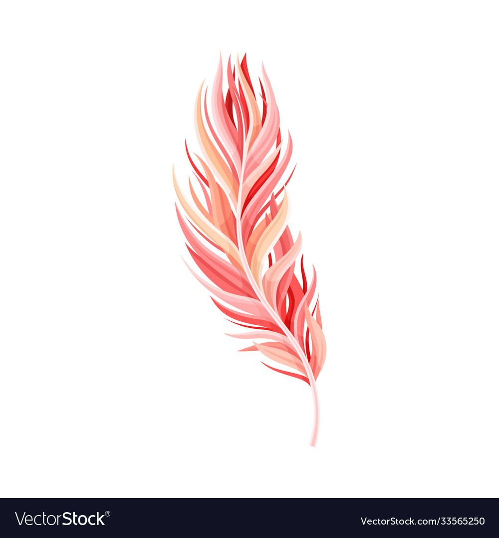 Red bird feather with nib as avian plumage