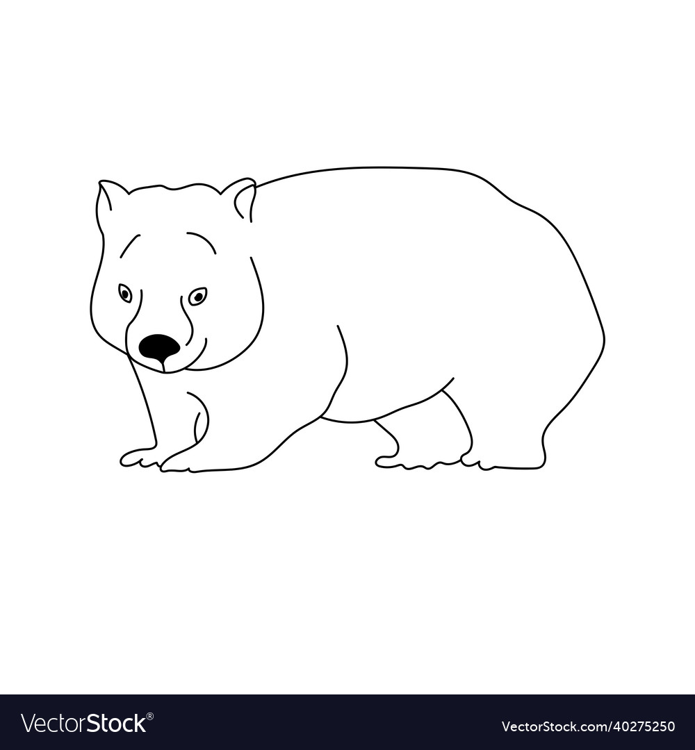 Wombat outline drawing of an australian animal Vector Image