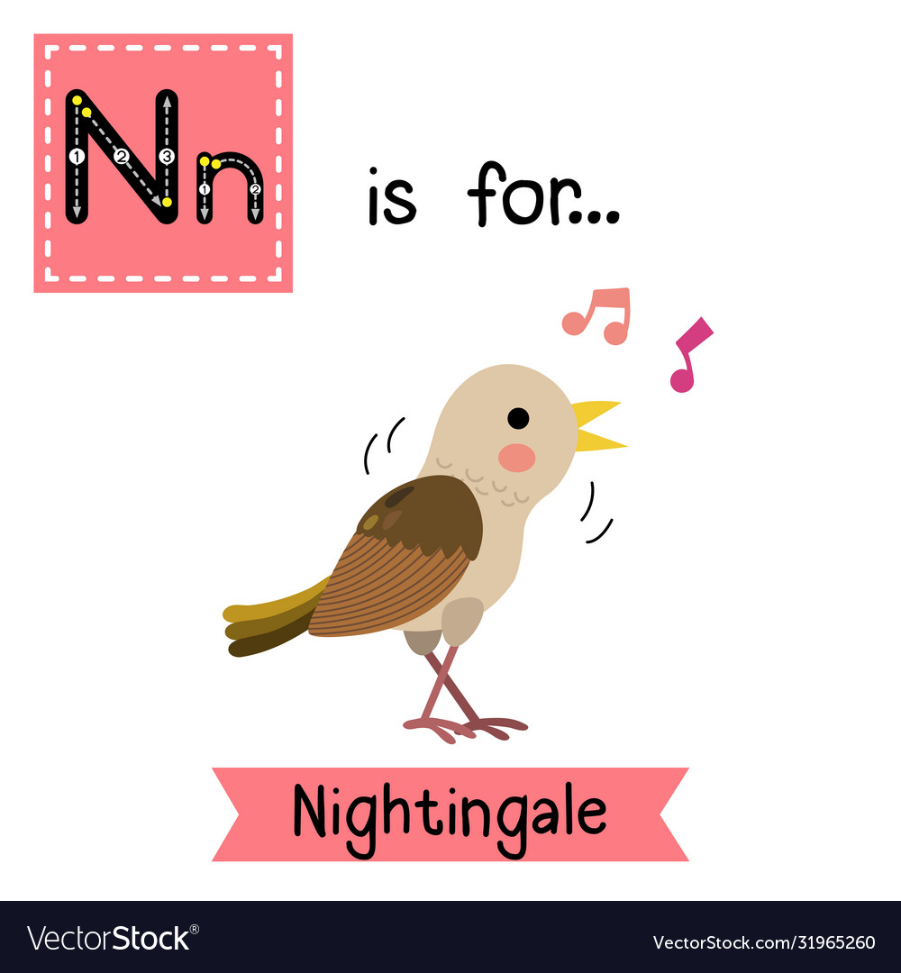 Letter n tracing singing nightingale bird Vector Image